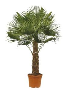 Visoka žumara - Trachycarpus Fortunei