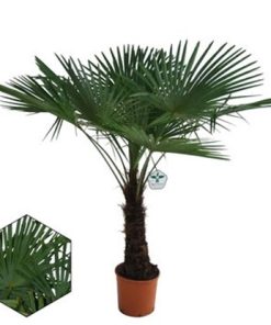 Trachycarpus Fortunei (Cham.Excelsa)| Palma | T30/H150