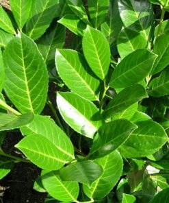 Lovor višnja - Prunus laurocerasus Rotundifolia