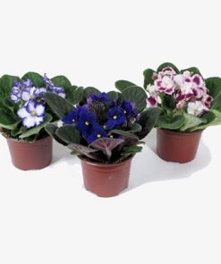 Saintpaulia mix boja