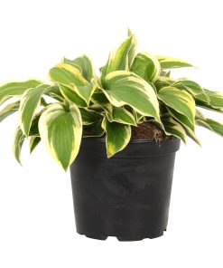 Hosta Gelb Bunt | Hosta | T13/H20-30
