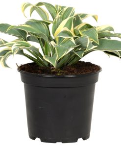Hosta Weiss Bunt | Hosta | T13/H20-30