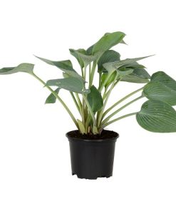 Hosta Blau Grau | Hosta | T13/H20-30