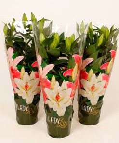 Lilium / Ljiljan / T13 H40
