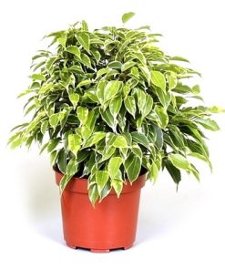 Ficus benjamina | Benjamin | Ø12/H25