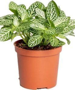 Fittonia verschaffeltii | Fotinija | T10,5/H15