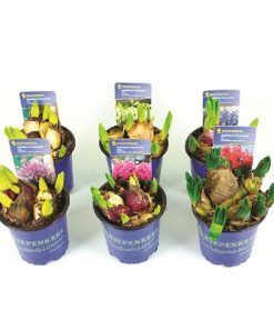 Zumbul - Hyacinthus Orient lukovice