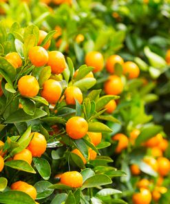 Kumquat 'Fortunela Margarita'