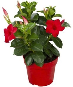 Dipladenia sanderi | T11