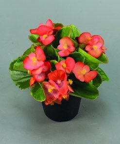 Begonia