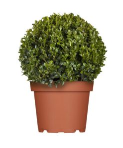 Buxus Faulkner