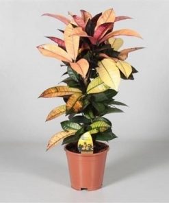 Codiaeum variegatum Mrs Iceton