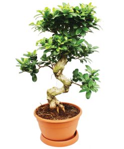 Ficus Microcarpa Ginseng S-Form