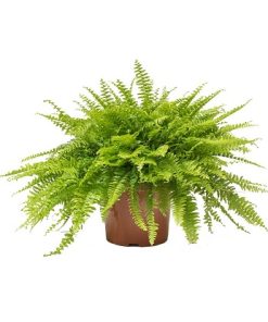 Nephrolepis | Kućna paprat, Kovrčava paprat, Bostonska paprat, Mačija paprat | Ø13/H25