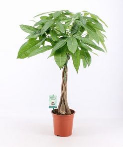 Pachira aquatica