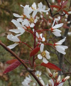 Amelanchier lamarckii (Canadensis)