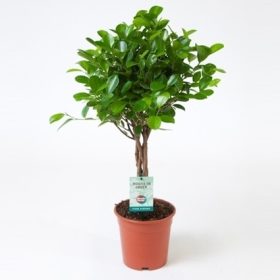 Ficus micrcarpa Moclame braided  | Fikus | T17/H65-80