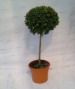 Buxus sempervirens ministanderd / H100