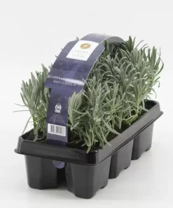 Lavandula angustifolia 6-pack